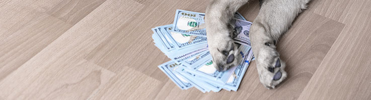 dog paws on top of dollar bills