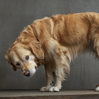 an elderly dog