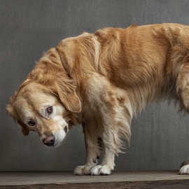 Does pet insurance cover arthritis? image