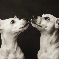 two white dogs