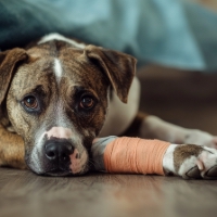 a dog with a leg in a cast