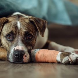 Does pet insurance cover broken bones? image