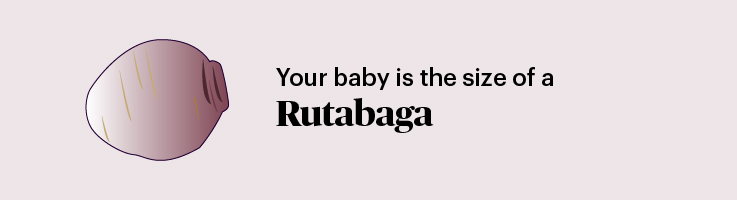 Pregnancy marker rutabaga