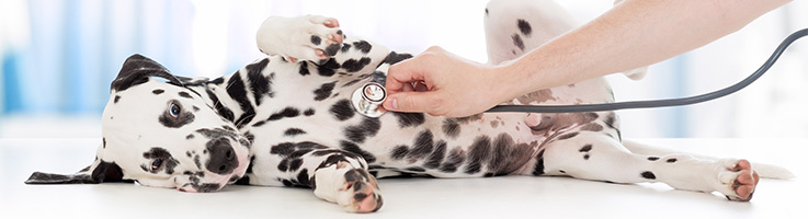 dalmatian at the vet