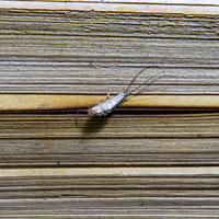 silverfish feeding on a book