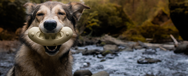 Review of Super Ruff GroovyToob Chew Toy for Dogs