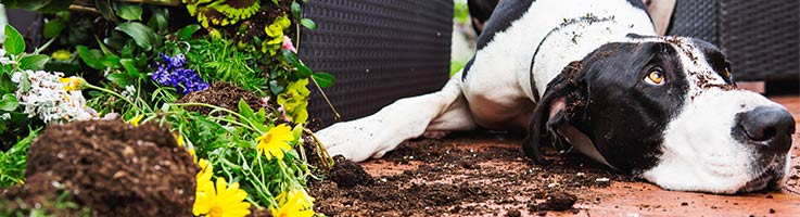 dog laying on a deck next to flowers