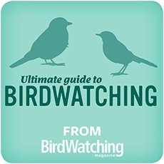 ultimate-guide-to-birdwatching