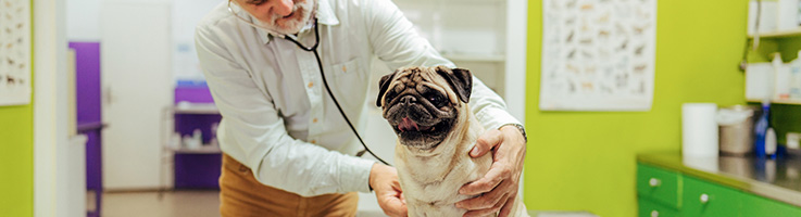 vet checking pugs vitals