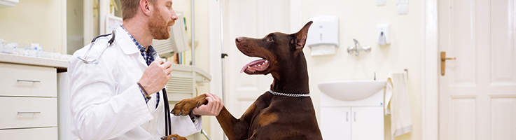 vet holding dogs paw in office