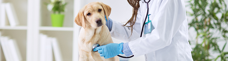 vet holding stethoscope against dogs chest