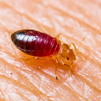 closeup of bedbug on skin