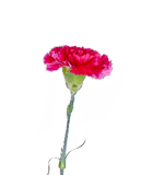 Carnation