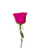 Pink rose