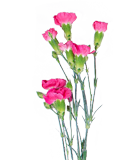 Mini carnations