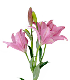 Pink Asiatic Lily