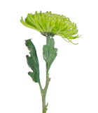 Spider mum