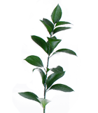 Butcher's Broom
