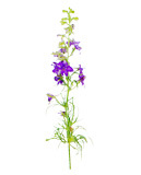 Larkspur