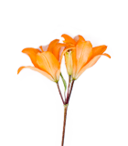 Lily