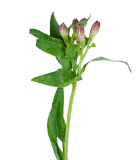 Alstroemaria lily