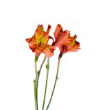 Alstroemaria lily