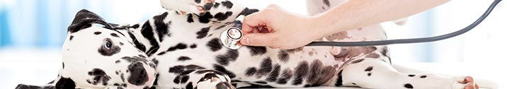 Dalmatian puppy at the vet