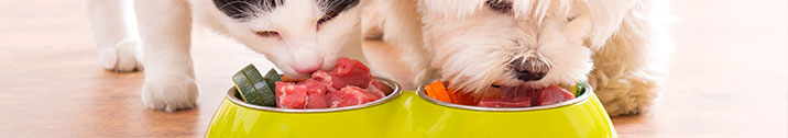Dog and cat eating food