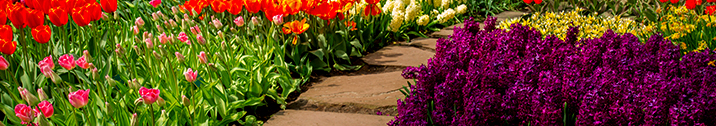 Garden with rock path and flowers