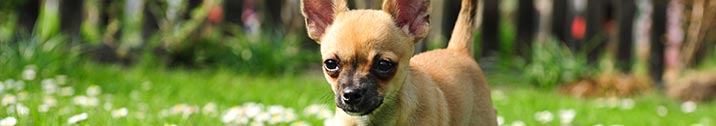 Puppy playing in yard