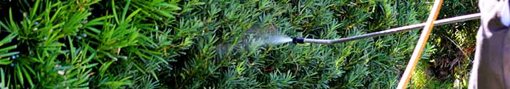 Person spraying bushes for mosquitoes