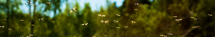 Swarm of mosquitoes in a backyard