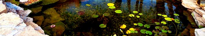 Backyard pond with lily pads