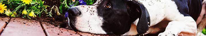 Black and white dog on a deck