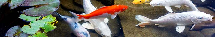 Colored fish in a pond