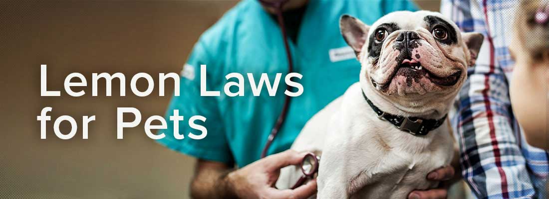 Dog getting check up