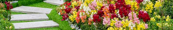 Garden with colorful flowers
