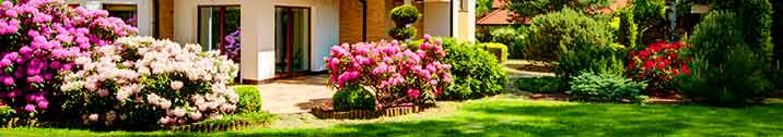 Pink flowers in front of house
