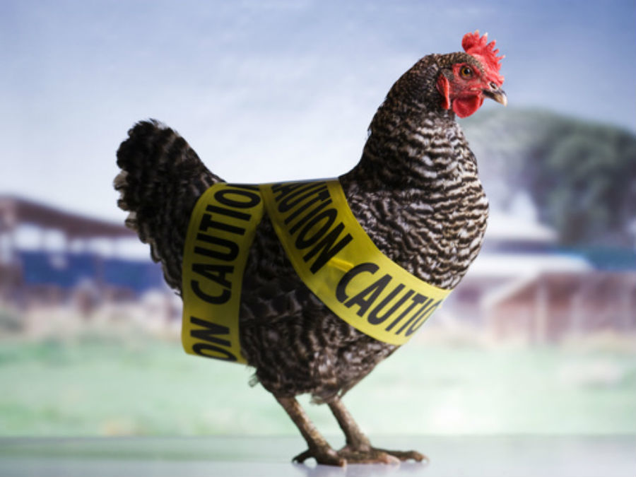Bird flu suspected at Alabama poultry farms