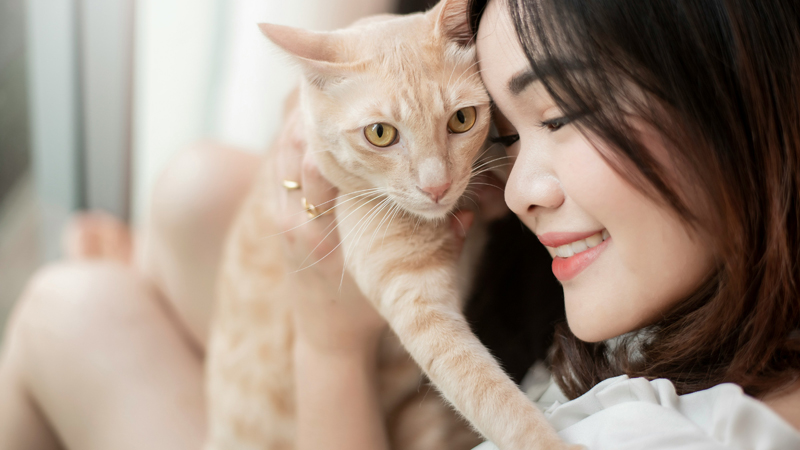 Important Information for Cat Owners Regarding Bird Flu Important Information for Cat Owners Regarding Bird Flu