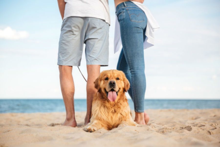 dating site for dog lovers usa