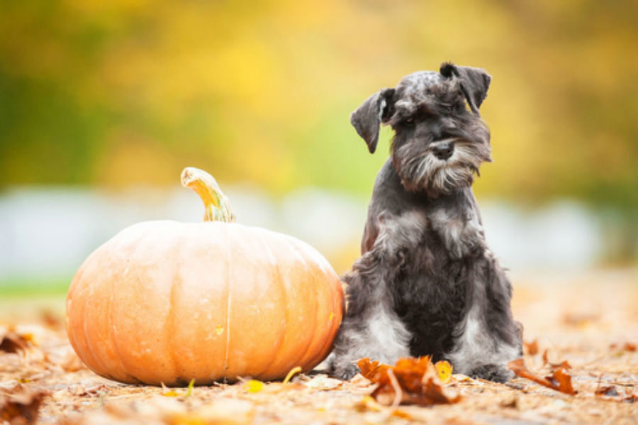 Why you should feed your dog pumpkin