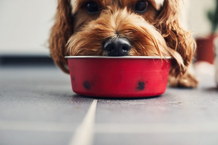 Recall Roundup: Pet food company expands recall to include all of its products