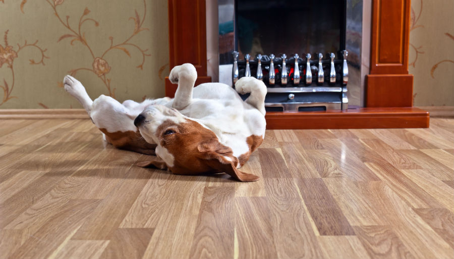 What Is The Best Wood Flooring For Dogs – Flooring Tips