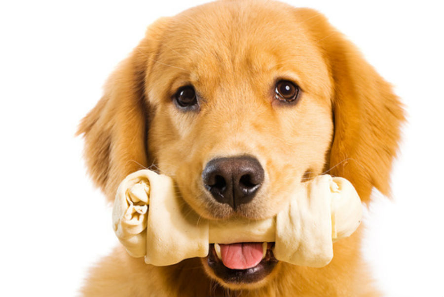 Choosing a safe bone for your dog