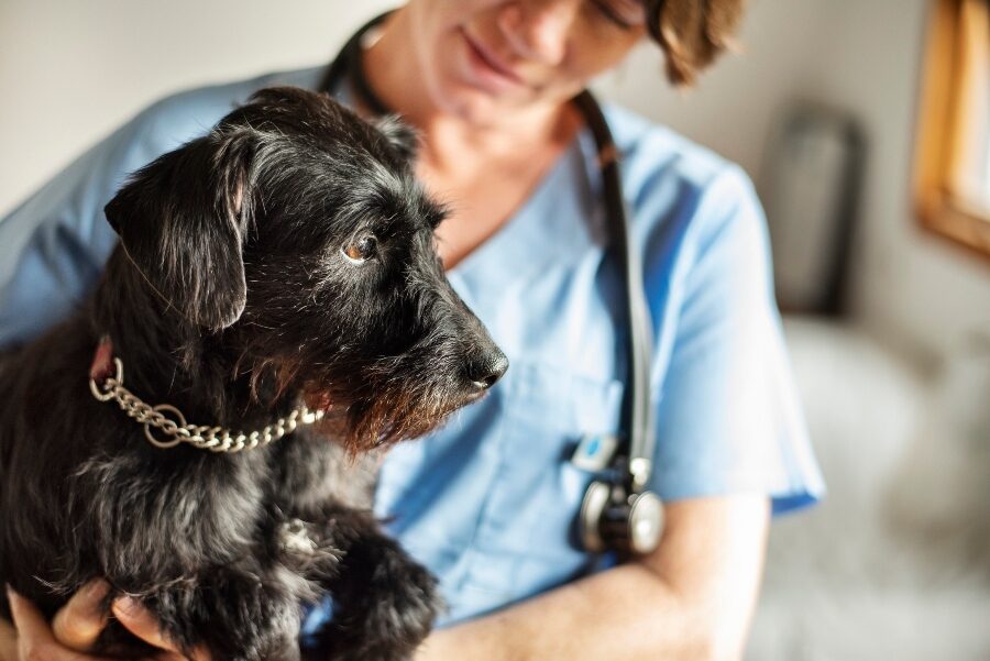 do antibiotics help with parasites in dogs