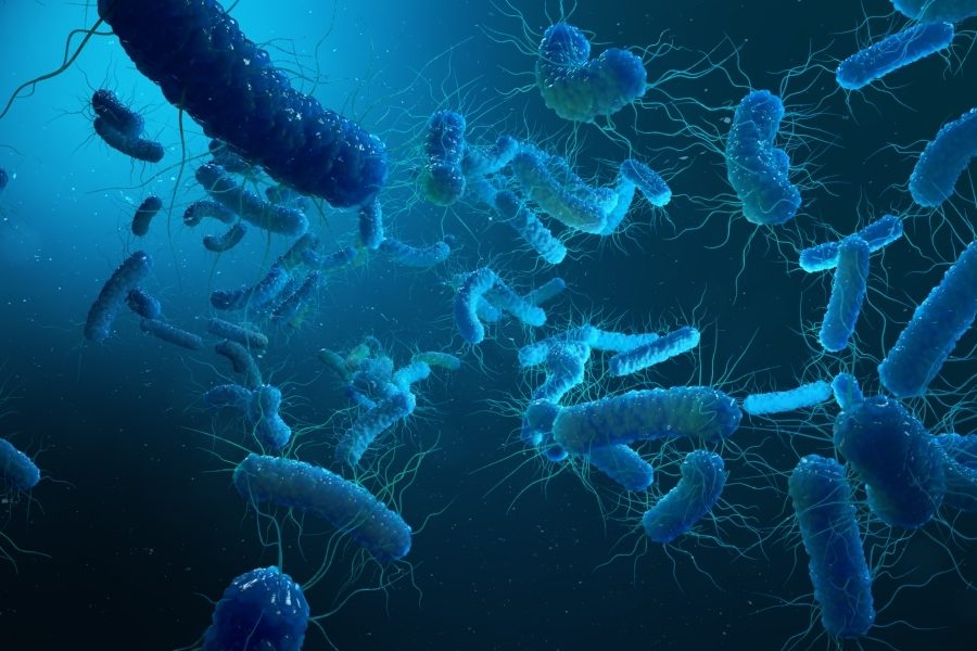 e coli bacterium kezelése házilag 6