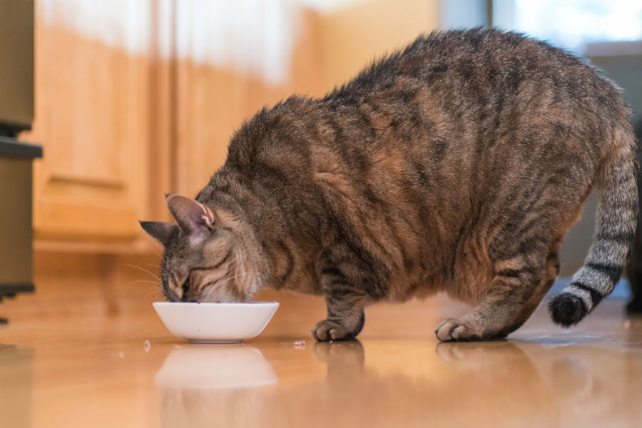 Giving cats just one big meal per day can improve health ...