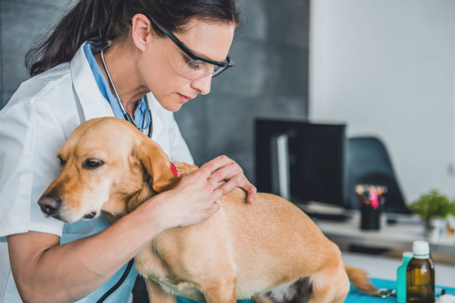 isoxazoline flea and tick medicine for dogs