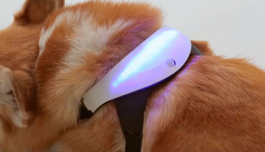 Smart collar can offer you a glimpse into your dog's head